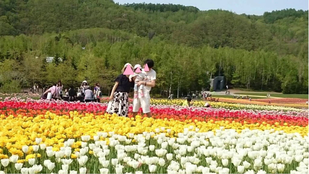 ６月頃にはチューリップ畑がきれい