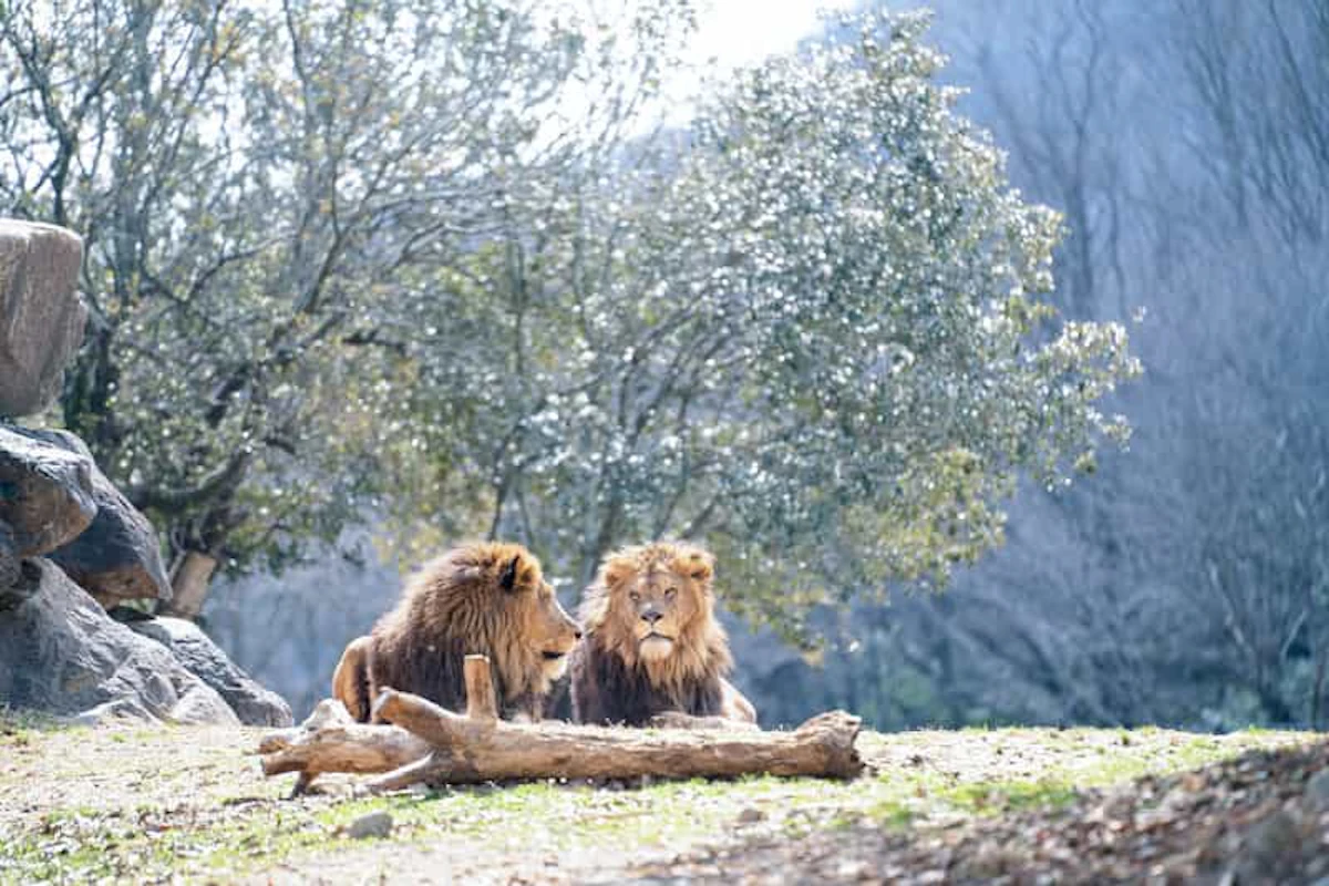 野生動物について学べる大学や研究ができる大学一覧｜獣医学生が選ぶ 