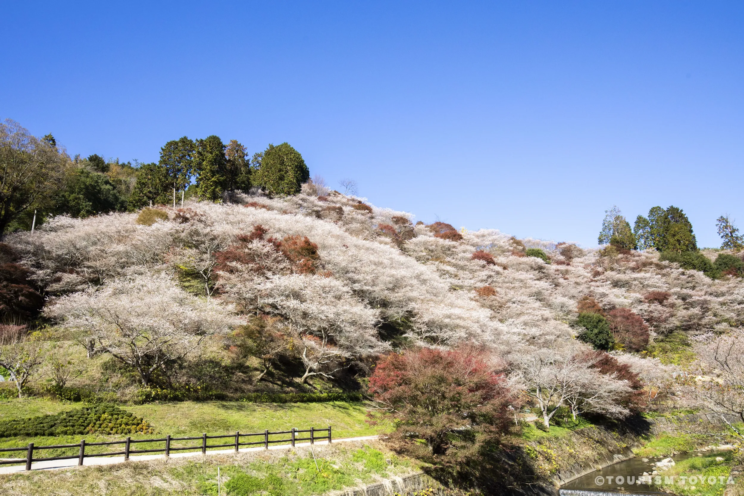 An incredible view with both cherry blossoms and autumn leaves