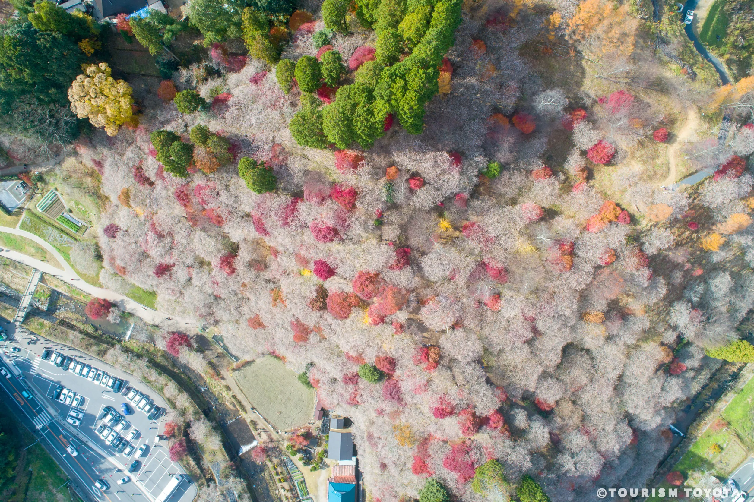 An incredible view with both cherry blossoms and autumn leaves