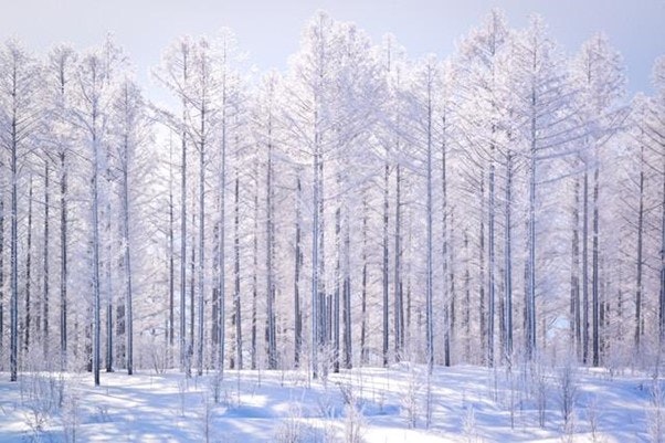 Snow covered forest.