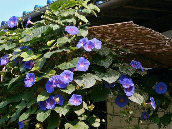 Blue morning glory.