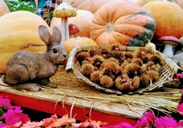 Rabbit with chestnuts