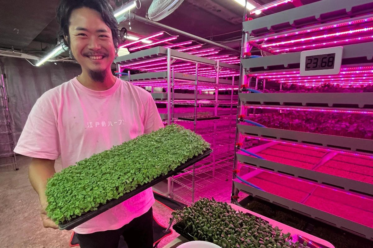 野菜の新芽「マイクロハーブ」を育てる都市型農業