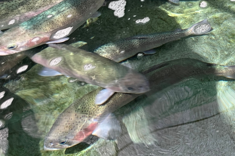 サーモンの養殖に特化
