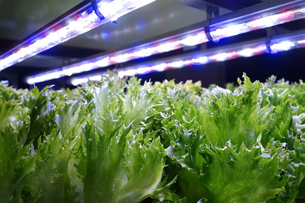 カメラのフラッシュライト技術、植物工場で活躍　育成用のLED照明