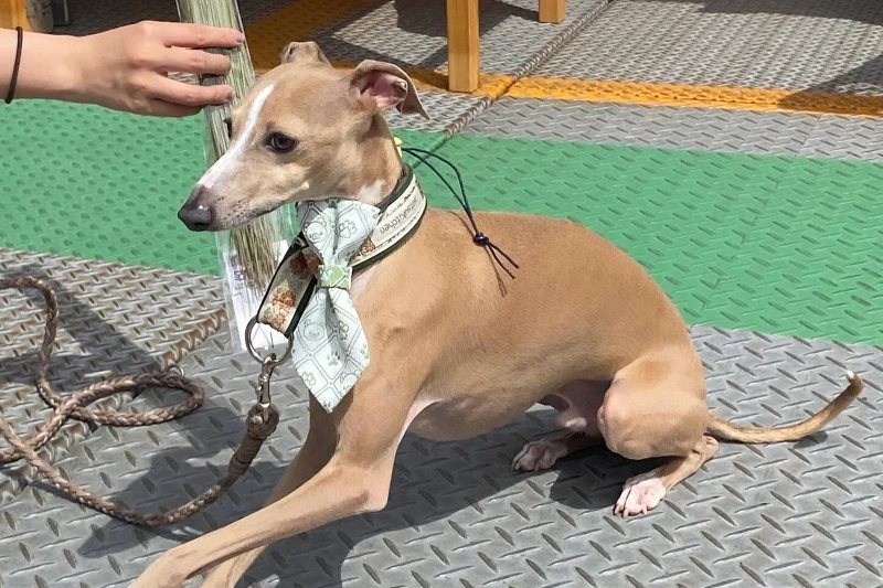 畳の素材で愛犬をドレスアップ　余った縁材からネクタイ
