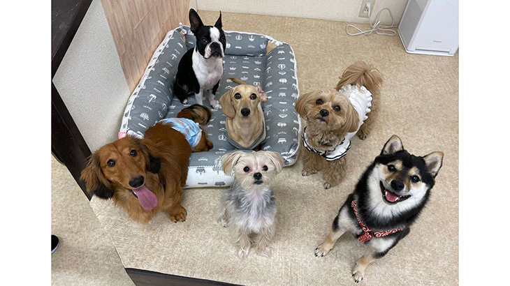 犬のリゾートホテル、ケージフリーで人気「ペットの向上を」