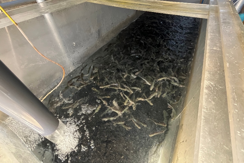 神奈川・三浦に養殖プールを整備