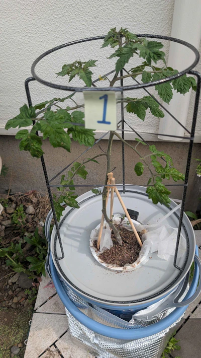 1号に花が咲いた!初開花の喜びとバジルの危機 画像2