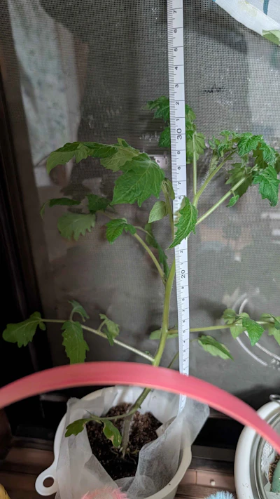 雨の寒い日、苗は復活!脇芽発見で迷い中 画像1