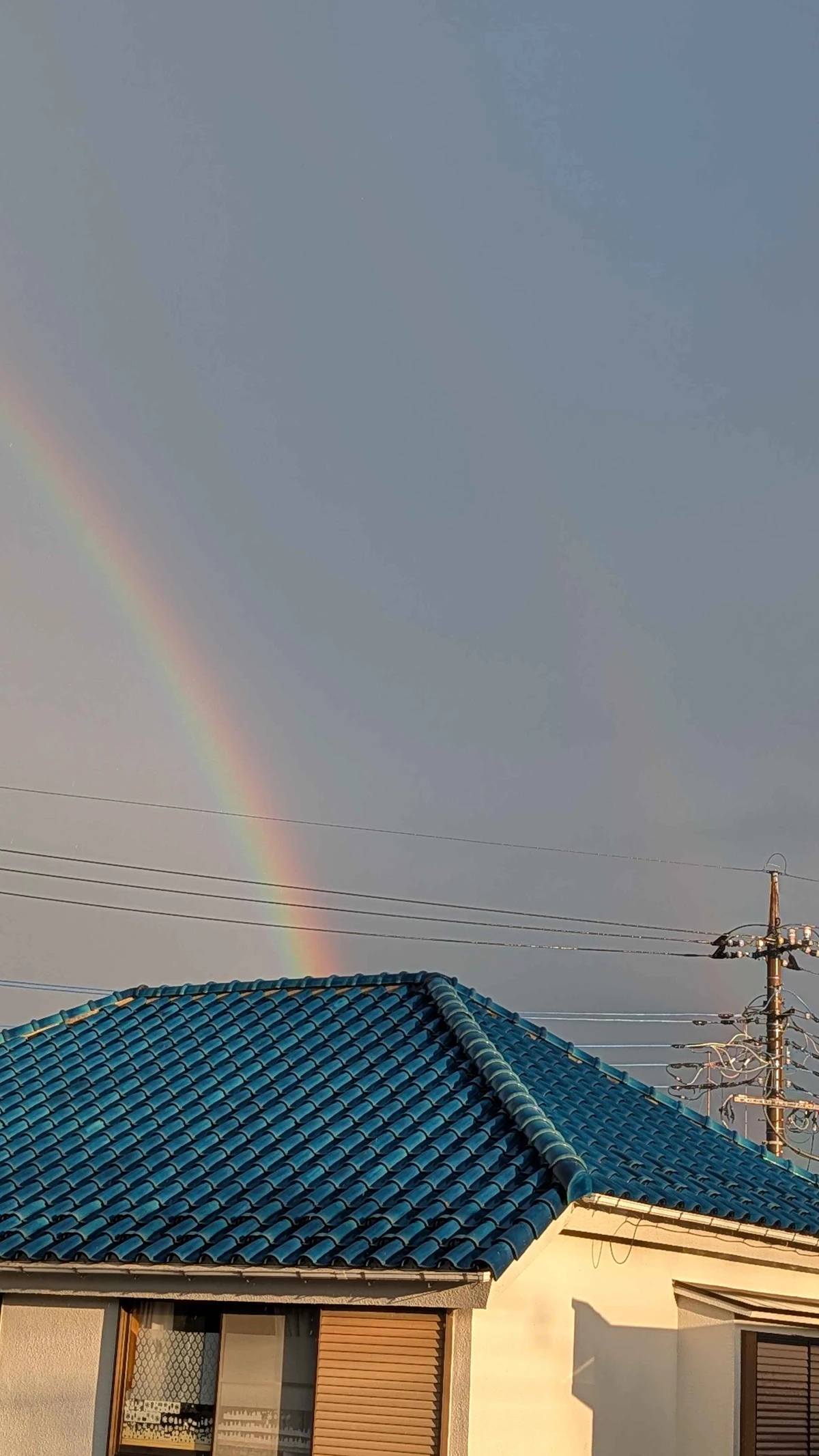 栽培写真