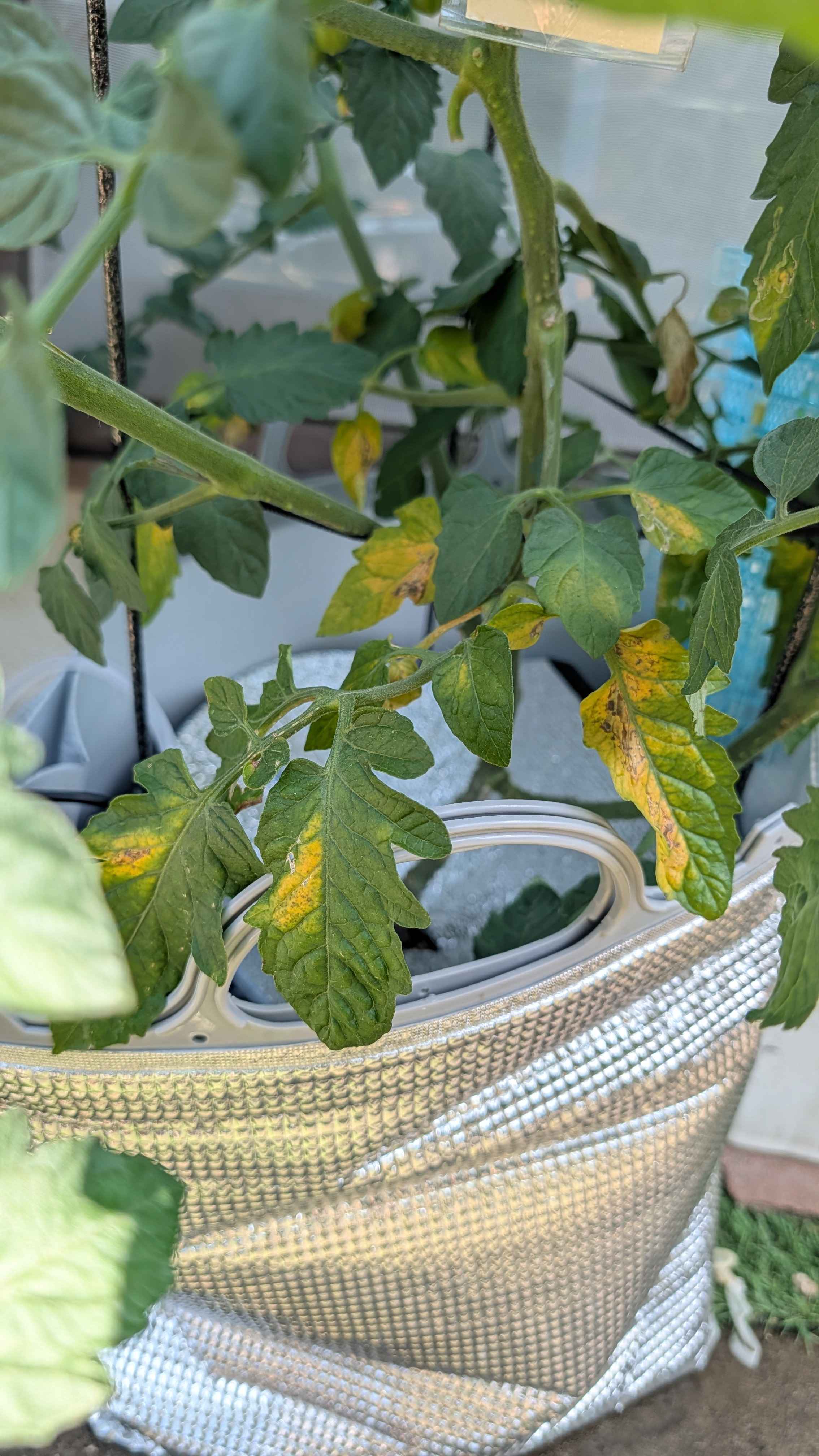 30℃超えでぐんぐん成長!でも3号の葉っぱが変色…これって病気? 画像1