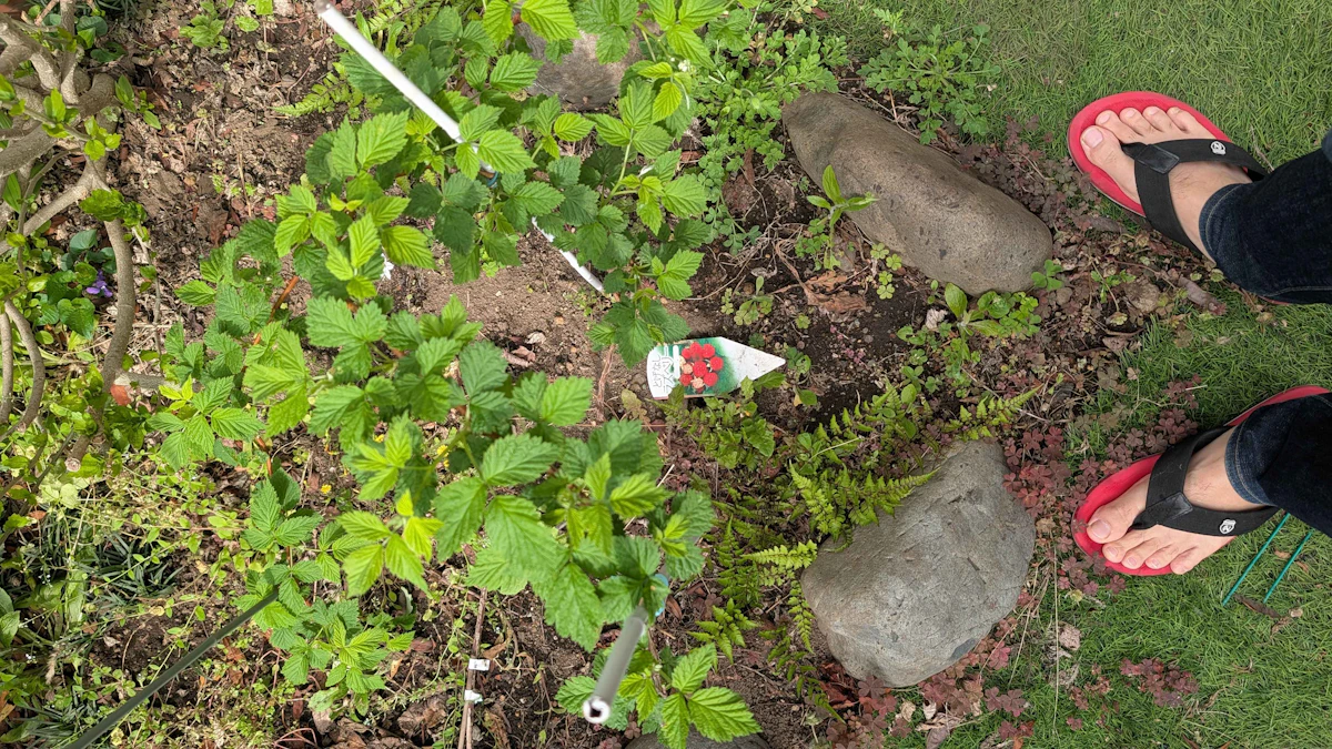 栽培写真