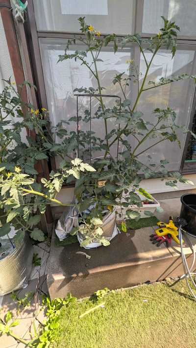 30℃超えでぐんぐん成長!でも3号の葉っぱが変色…これって病気? 画像2