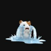 Crying hamster