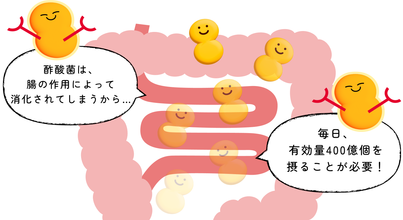 アレルギー改善に必要な酢酸菌は1日400億個