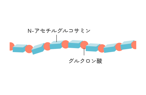 腸内細菌の力でヒアルロン酸の吸収をアップ