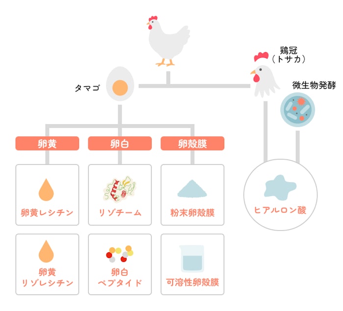 はじまりは未利用資源の鶏のトサカを活用するところから