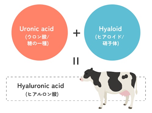 「Hyaloid」(ヒアロイド)+「Uronic acid(ウロン酸)」=「Hyaluronic acid(ヒアルロン酸)」