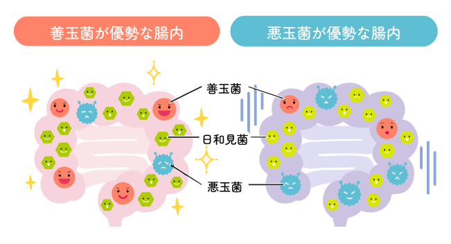 「整腸✖ヒアルロン酸」で肌の効果的な潤いケアを