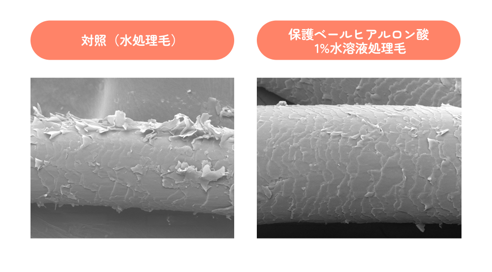 水処理毛と保護ベールヒアルロン酸処理毛の表面を比較した顕微鏡画像