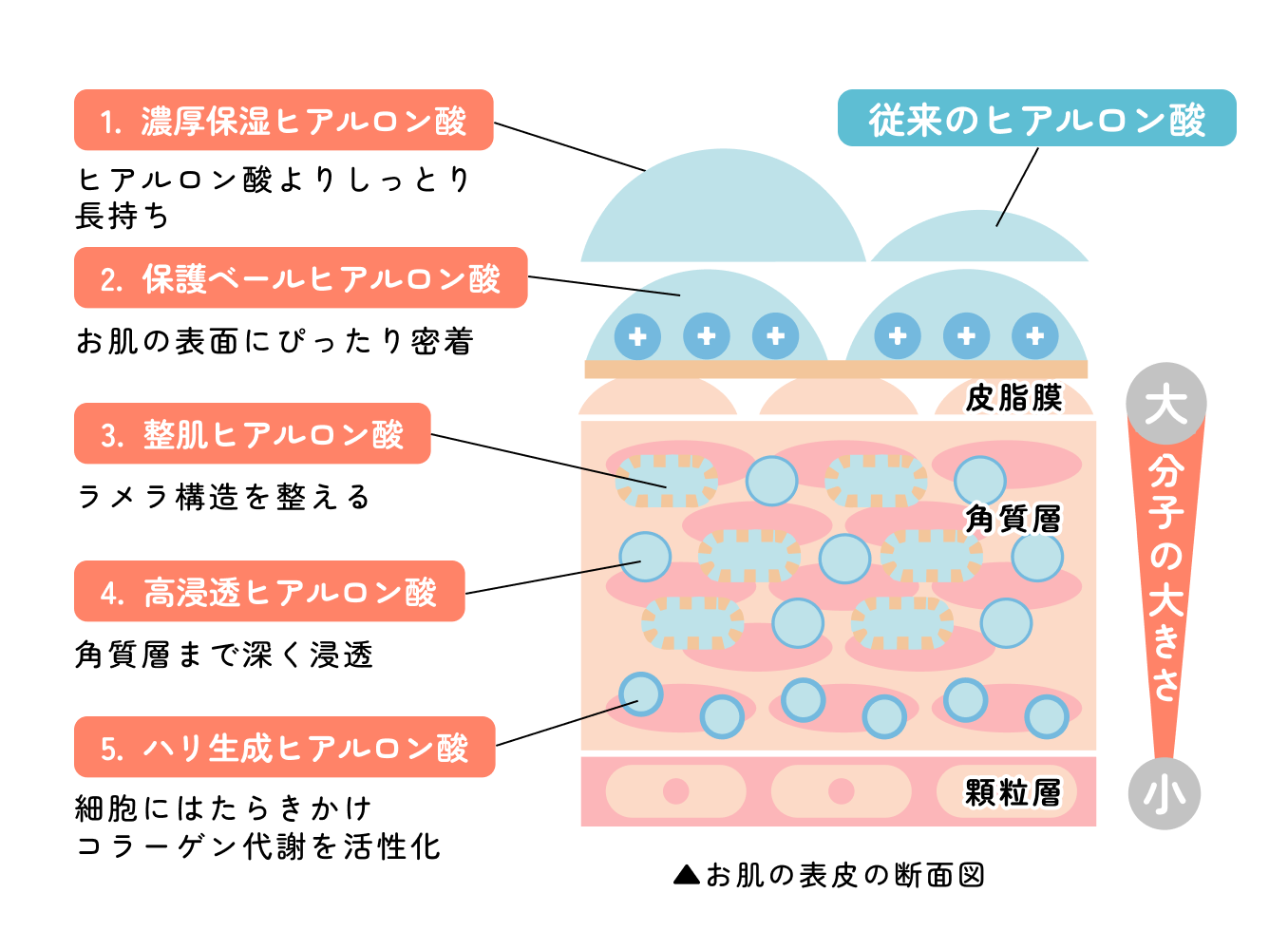 5種類のヒアルロン酸の分子の大きさと、肌のどの層に働くかを示した表皮の断面図