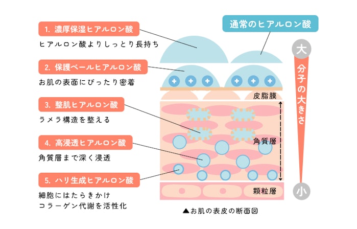 ヒアルロン酸の分子量コントロールと機能修飾