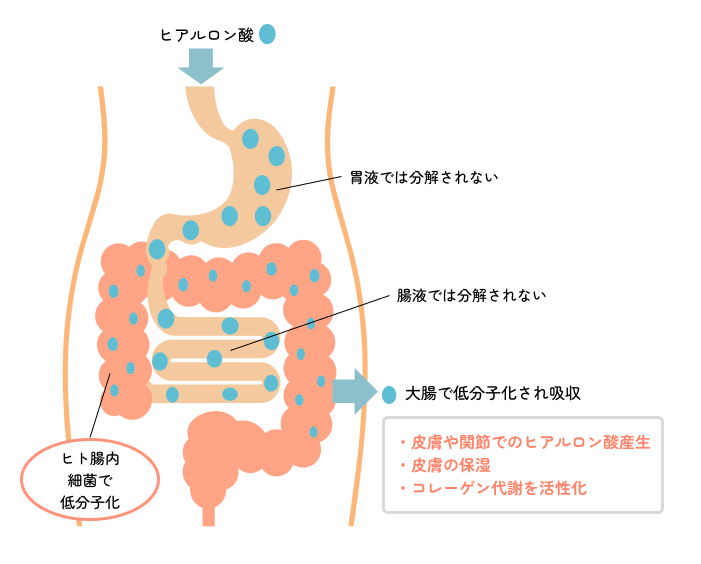 経口摂取したヒアルロン酸を届けるポイントは腸内細菌