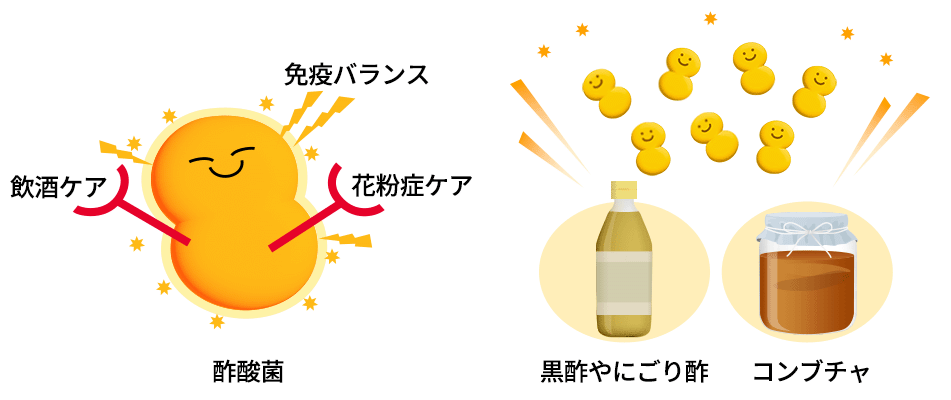 発酵食品の研究の中で発見された酢酸菌