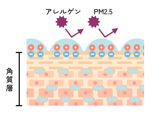 保護ベールヒアルロン酸が肌表面を覆い、アレルゲンやPM2.5から守る様子のイラスト