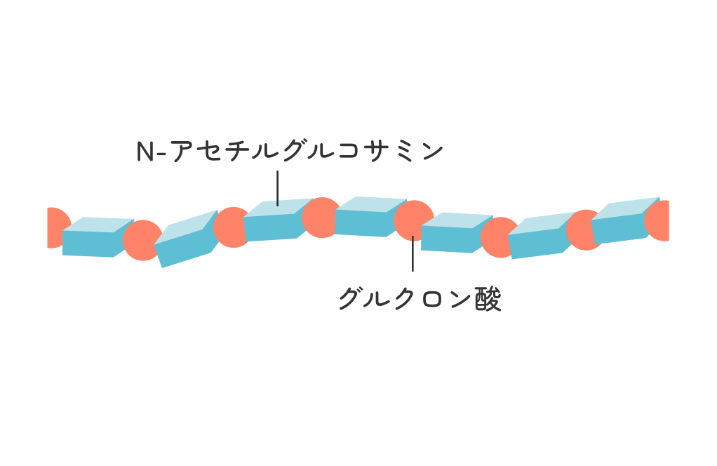 N-アセチルグルコサミン グルクロン酸