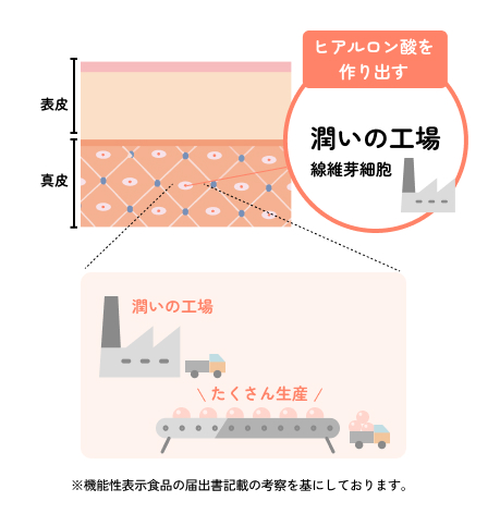 ヒアルロン酸を作り出す潤いの工場　線維芽細胞