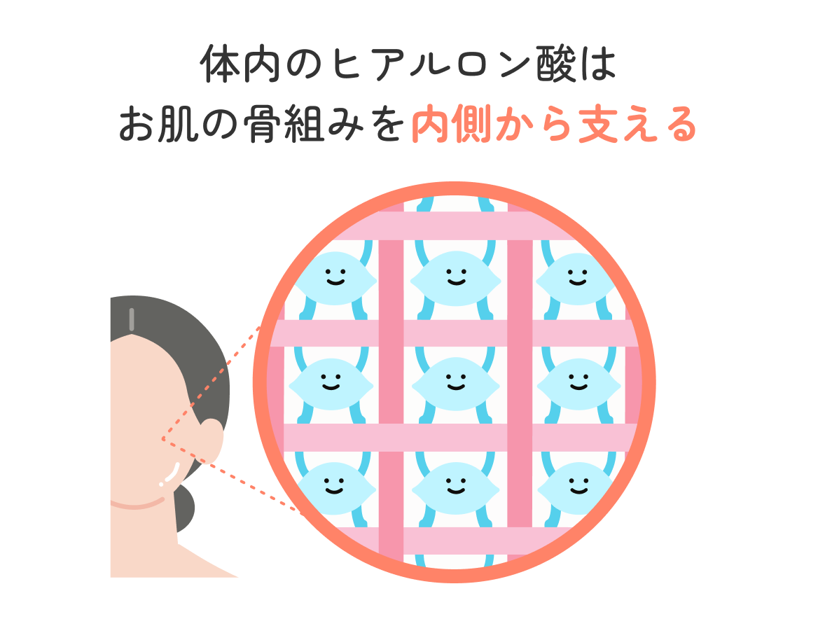 体内のヒアルロン酸が肌の骨組みを内側から支える様子のイラスト
