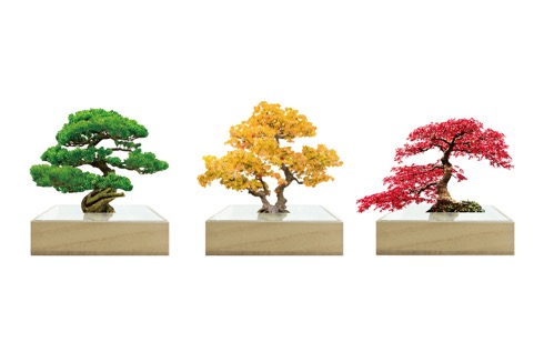 手間がかからなさすぎる盆栽【bonsai ミニ】