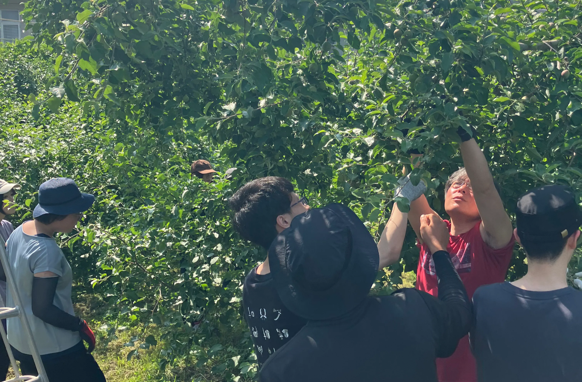 りんごの木で摘果作業を行う様子