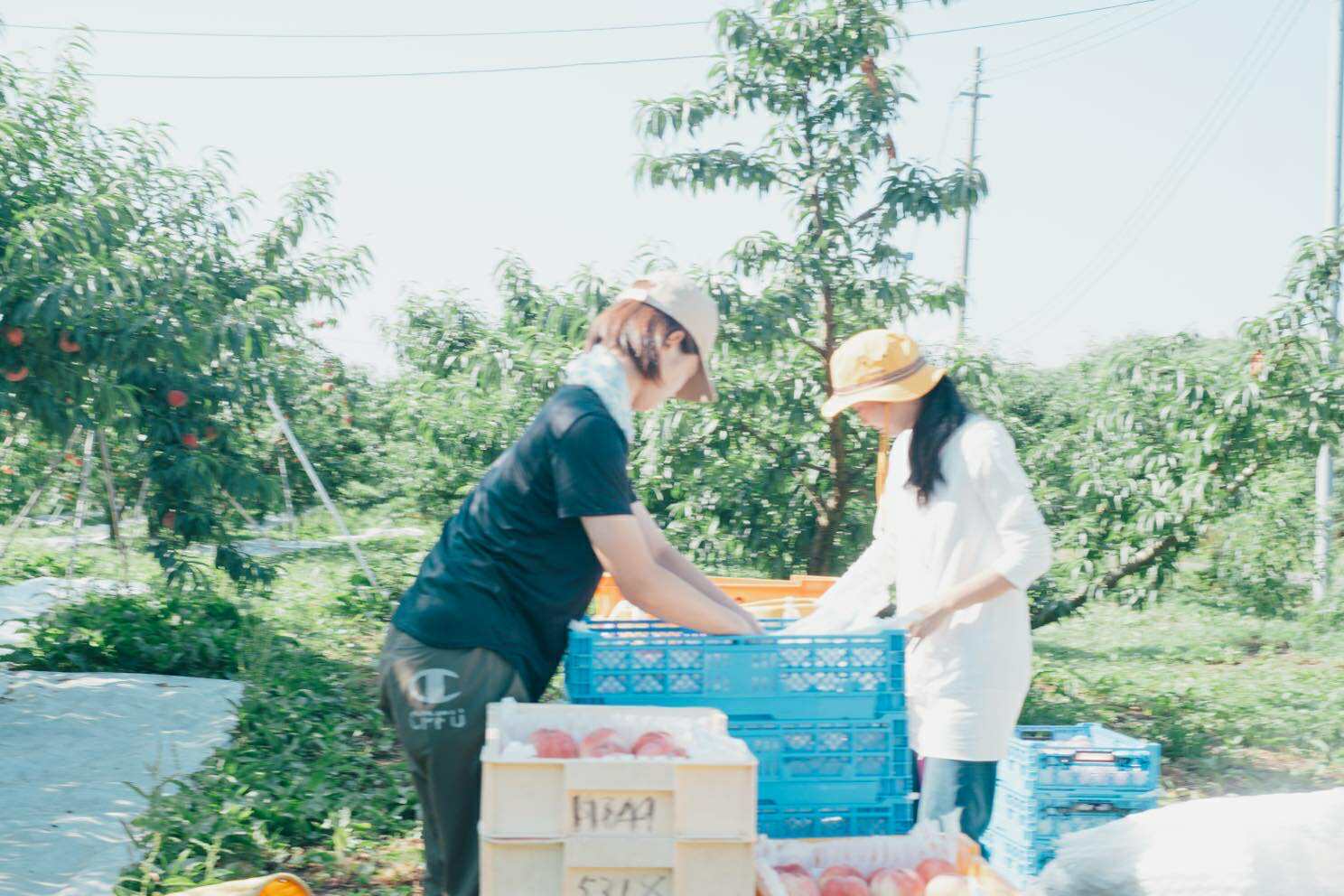 国見町の特産物である農産物を流通させる仕組みを構築