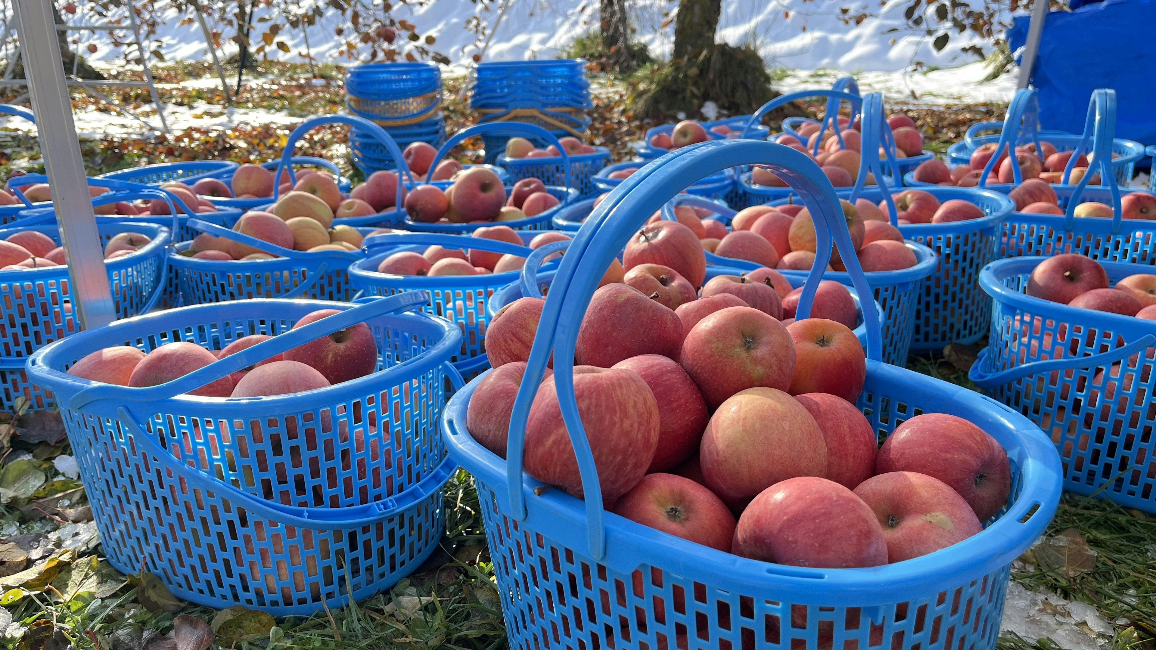 雪の残る地面に並ぶ、青いカゴいっぱいの収穫されたりんご