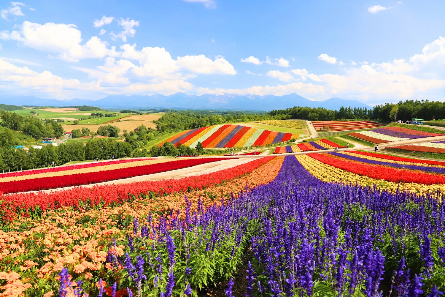 夏の北海道】7月、8月、9月が見頃・おすすめのスポット10選！