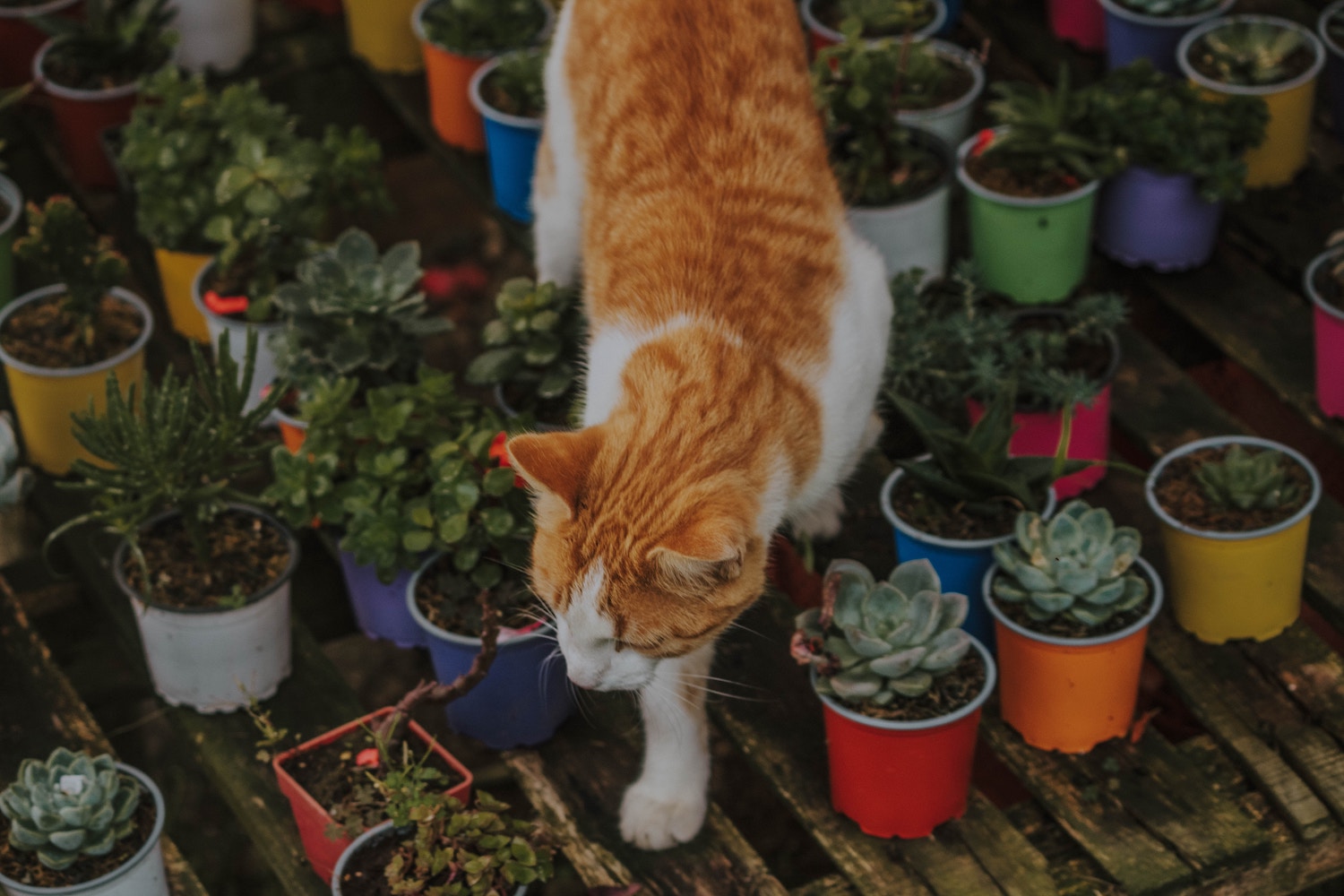 Makefile Odds and Ends