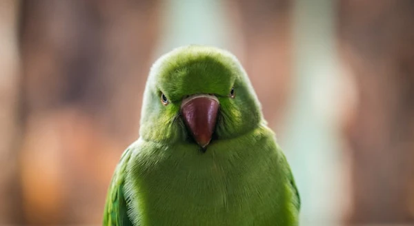 I Wanted Syntax Highlighting for Vue.js in Prism