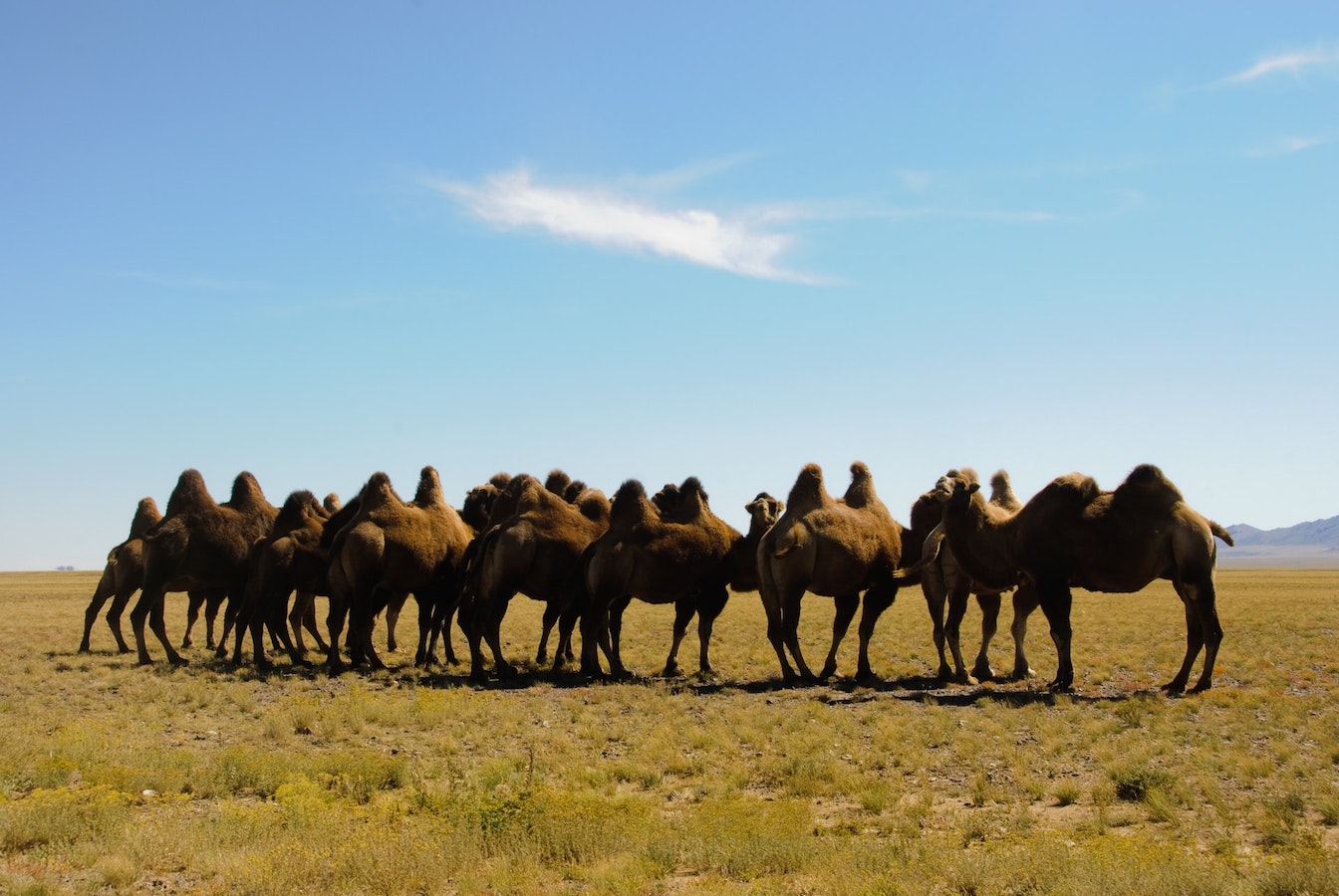 Handling camelCase Requests in Rails