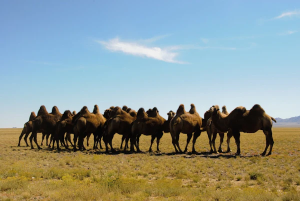 Handling camelCase Requests in Rails
