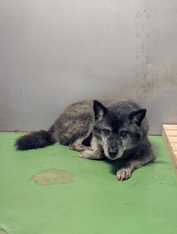 犬舎内の犬②