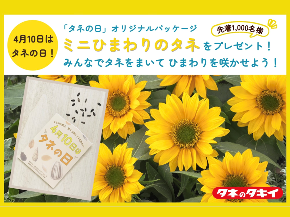 ミニひまわりのタネをプレゼント🌻