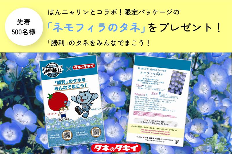 【数量限定】ネモフィラのタネをプレゼント!