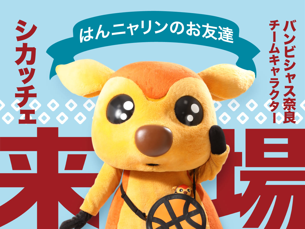 シカッチェ来場決定!!