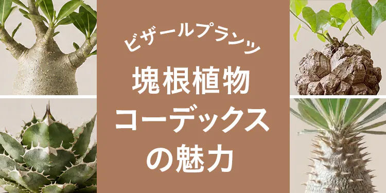 ビザールプランツ(塊根植物・コーデックス)の魅力 種類・育て方・飾り方を紹介