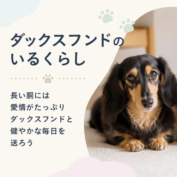 【もっと楽しむ】ダックスフンドのいるくらし