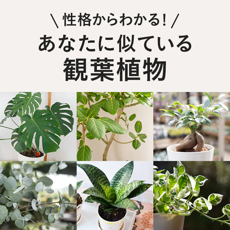 性格から分かる!あなたに似ている観葉植物
